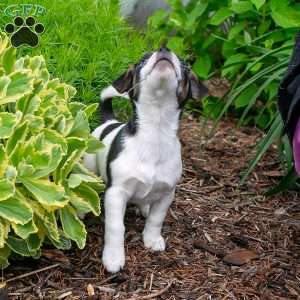Penny, Jack-A-Ranian Puppy